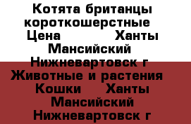 Котята британцы короткошерстные › Цена ­ 5 000 - Ханты-Мансийский, Нижневартовск г. Животные и растения » Кошки   . Ханты-Мансийский,Нижневартовск г.